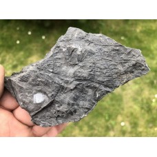 Senftenbergia plumosa